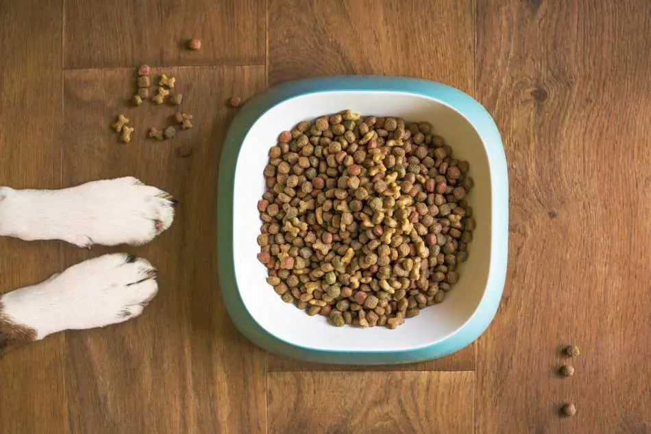 How to Store Dog Food Long Term Fido Friendly Survival Supplies